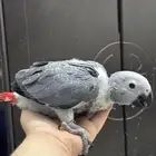 فرخ كاسكو افريقي غر انتاج محلي