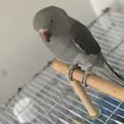 بغبغاء درة