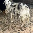 فحل جبر وارتفاع مشروط شرط