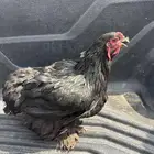 دجاجة براهما