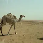 للبيع بكره