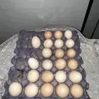طبق بيض براهما كولمبي دم صافي