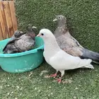للبيع جوز صنعاوي