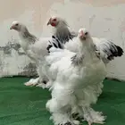 طقم براهما كولمبي