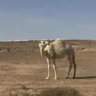 شمال شرق حايل