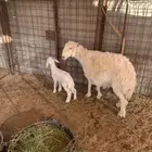 شاه خلفه حريه