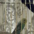 عصفور بادجي للبيع