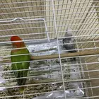 جوز روز