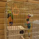 طير لوري اليف جدا جدا و مطيع