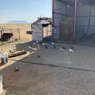 حم ام للبيع