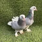 حمام تركي جوز