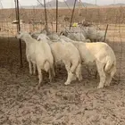 طليان جبره ذبائح وسط ذبائح ثلاجه يوجد صلخ وتوصيل