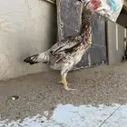 دجاج فارسي
