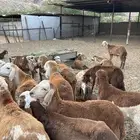 بهم سواكن