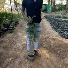 شتلات اكاسيا جلوكا