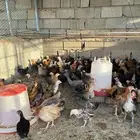 دجاج بلدي للبيع