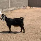 عنز عارضيه عطرا
