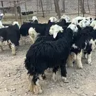 رخال نجد جذعات جروم ( تم البيع) دف