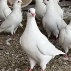 حمام فرنسي فاخر