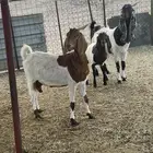 ماعز حجازي