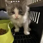 قطوه انثى شيرازي