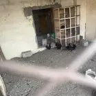 دجاج و ديك اندونيسي