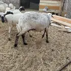 حايل للبيع الموقع الخرج