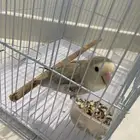 طيور للبيع الخرج