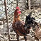 دجاج