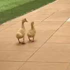 بطتين ذكر وأنثى صغار