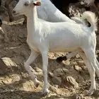 جفره من حلال الوالد على حليب امها للي يدور اللحم الزين