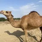 نياق العدد ثنتين الموقع القنفذه