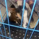 ماعز على السوم