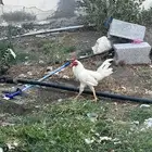 دجاج للبيع