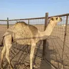 قعود للبيع