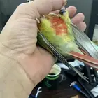 ببغاء كنيور متكلم ع الشرط