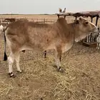 بقره للبيع