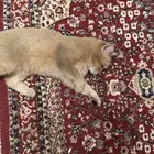 تزاوج انثى سكوتش