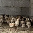صوص بلدي