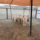 6 من الضان مشروطه من الأمراض والعذاريب.