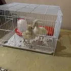 بط للبيع مااحتاجهم بسعر السوق