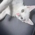 قط للتبني