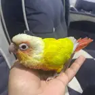 كنيور مفقود