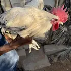 ديوك بلدي وفيومي