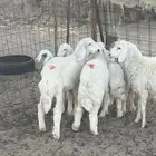 5 طليان أعمارها من 3 شهور