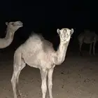 قعود اربع شهور