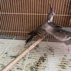 طبة وفريد حمام خلخليت