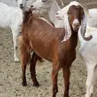 معزا بيشيات