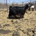 المدينه المنوره