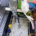 جوز بادجي